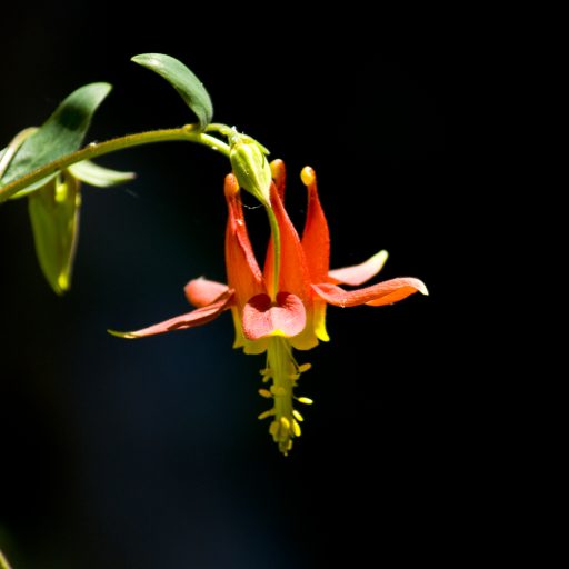 The Environmental Century